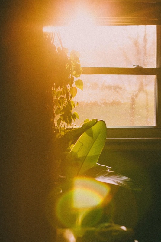 Morning light through a window onto a plant